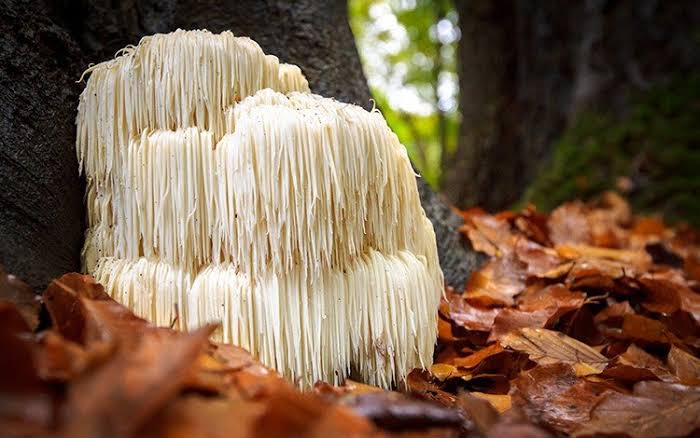 Cacao With Lions Mane Mushroom