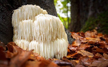 Cacao With Lions Mane Mushroom